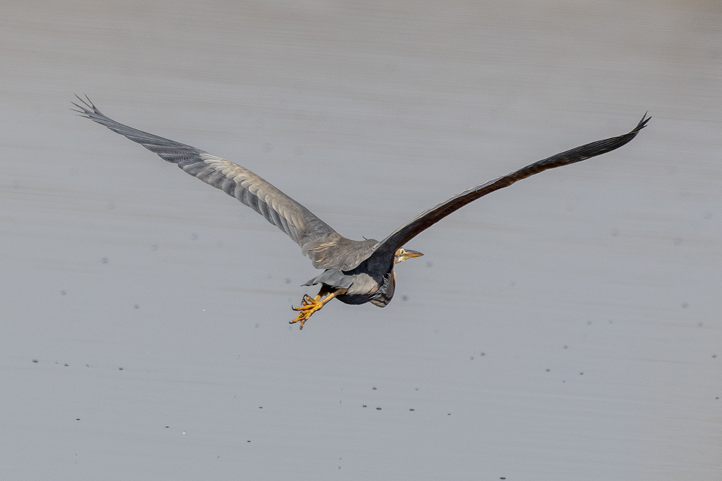 Purple Heron